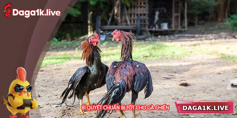 Bí quyết giúp gà chuẩn bị tốt trước trận đấu