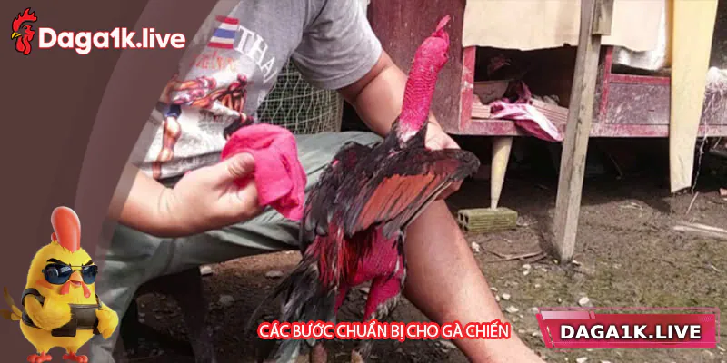 Các bước chuẩn bị quan trọng cho gà chiến