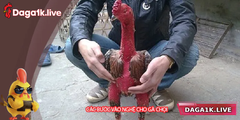 Các bước vào nghệ cho gà chọi