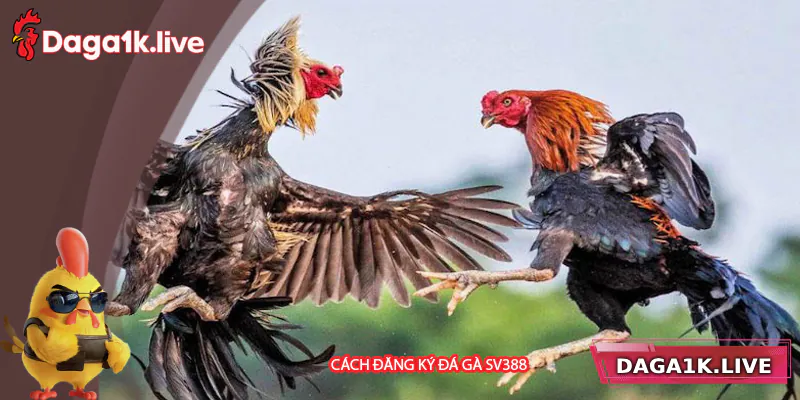 Cách đăng ký và tham gia đá gà SV388