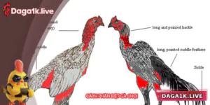 Cách Phân Biệt Gà Chọi Chuẩn Xác Cho Người Mới Bắt Đầu