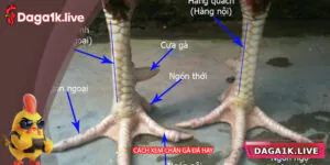 Cách Xem Chân Gà Đá Hay Cho Người Mới Bắt Đầu