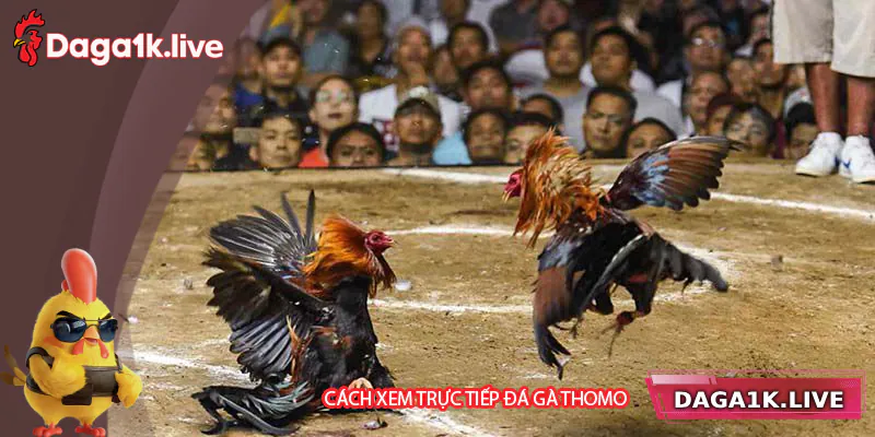 Cách xem trực tiếp đá gà Thomo