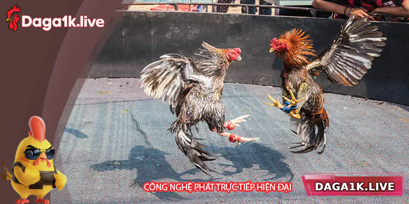 Công nghệ phát phát sóng hiện đại cùng công cụ phân tích dữ liệu chuyên sâu
