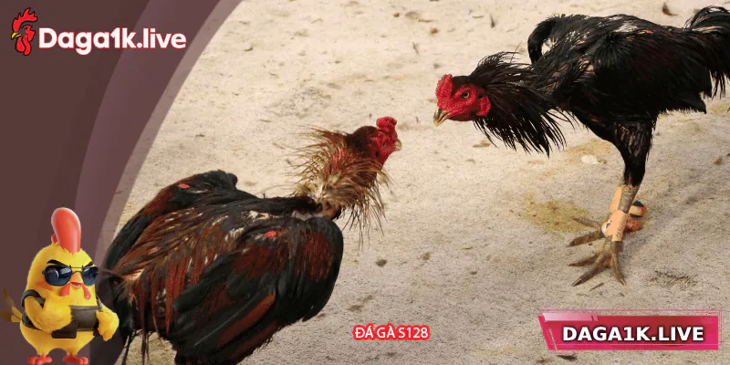 Đá Gà S128 – Kênh Cá Cược Đỉnh Cao Cho Người Đam Mê Đá Gà