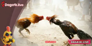 Đá Gà SV388 – Sân Chơi Đỉnh Cao Dành Cho Tín Đồ Đá Gà