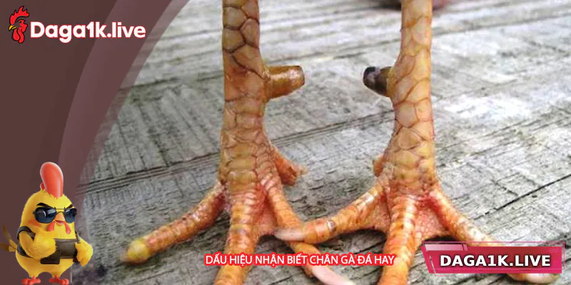 Dấu hiệu nhận biết chân gà đá hay
