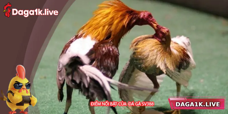 Điểm nổi bật của đá gà SV388