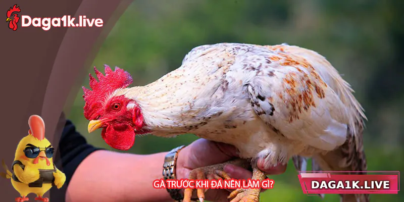 Gà Trước Khi Đá Nên Làm Gì Để Giành Chiến Thắng?
