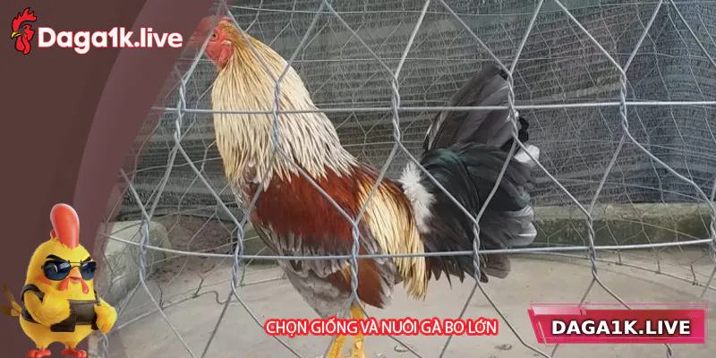 Giai đoạn chọn giống và nuôi gà bo lớn
