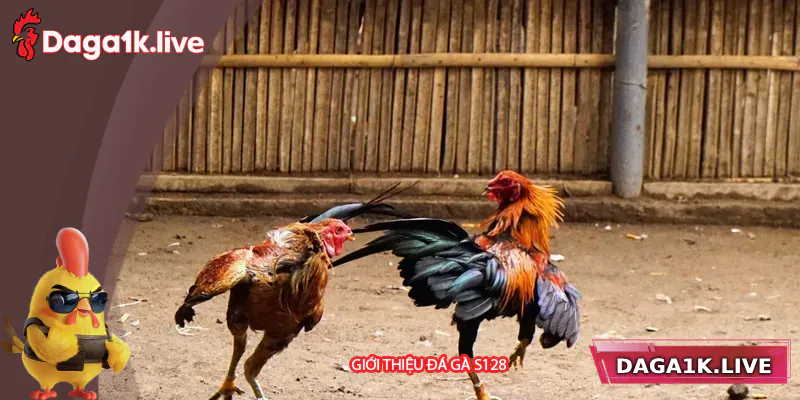 Giới thiệu đôi nét về đá gà S128