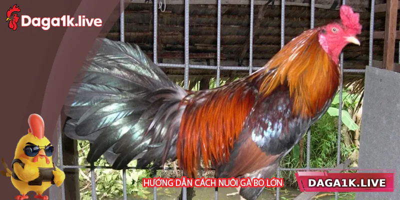Hướng dẫn cách nuôi gà bo lớn khoa học
