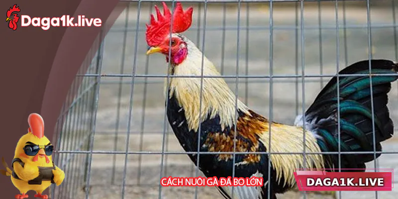 Hướng Dẫn Cách Nuôi Gà Đá Bo Lớn Hiệu Quả Và Khoa Học