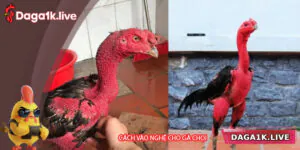 Hướng Dẫn Cách Vào Nghệ Cho Gà Chọi Chuẩn Hiệu Quả Nhất