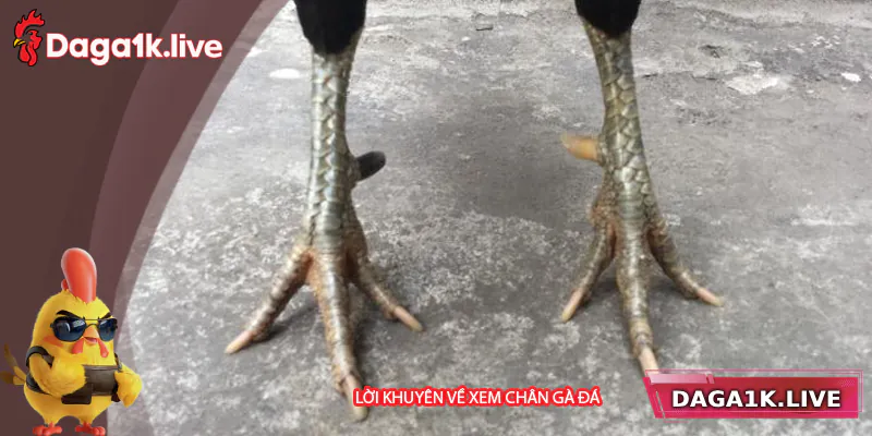 Lời khuyên về cách xem chân gà đá hay