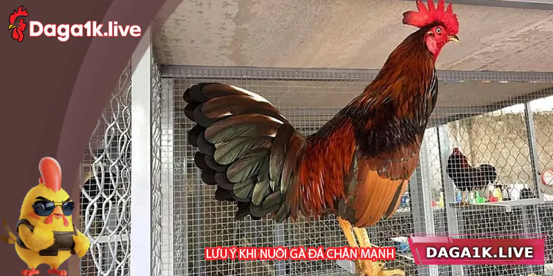 Lưu ý khi nuôi gà đá chân mạnh