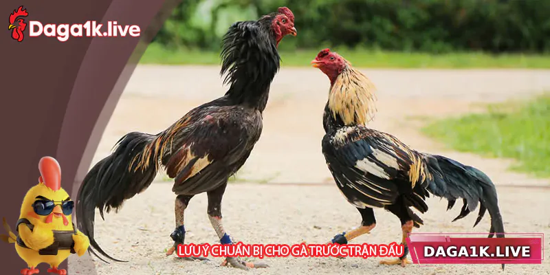Những lưu ý quan trọng cho gà trước trận đấu