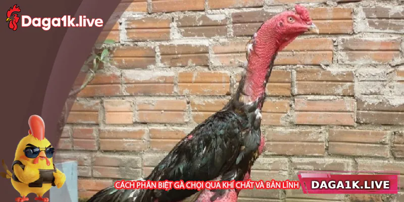 Phân biệt gà chọi qua khí chất và bản lĩnh