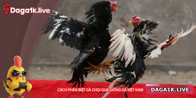 Phân biệt gà chọi theo giống gà Việt Nam