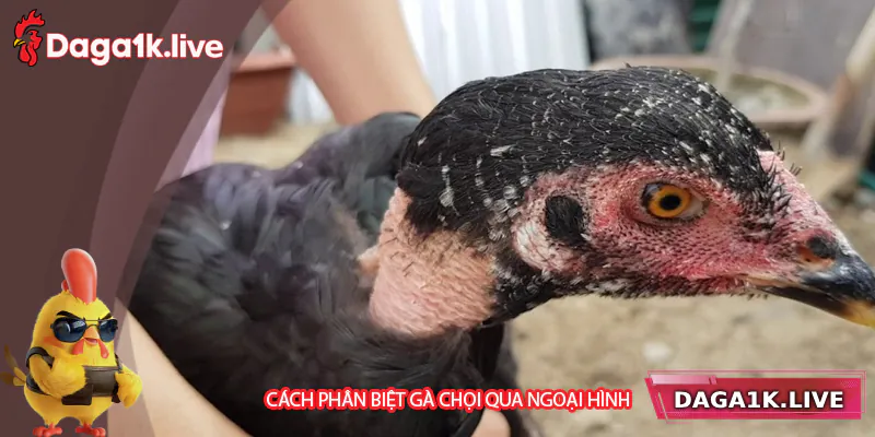 Phân biệt gà chọi thông qua ngoại hình