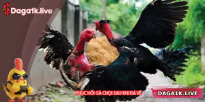 Phục Hồi Gà Chọi Sau Khi Đá Về - Hướng Dẫn Chăm Sóc