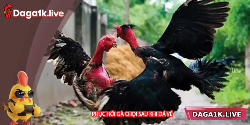 Phục Hồi Gà Chọi Sau Khi Đá Về - Hướng Dẫn Chăm Sóc