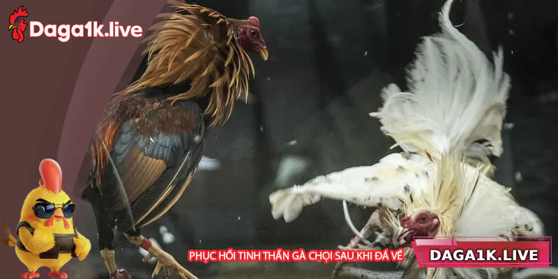 Phục hồi tinh thần cho gà chiến sau trận đấu