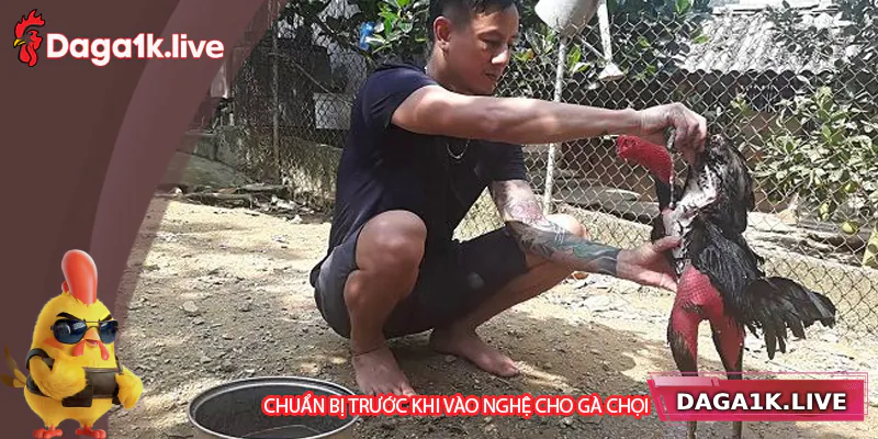 Quá trình chuẩn bị trước khi vào nghệ gà chọi