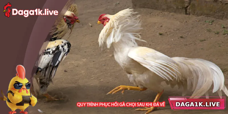 Quy trình phục hồi gà chọi sau trận đấu