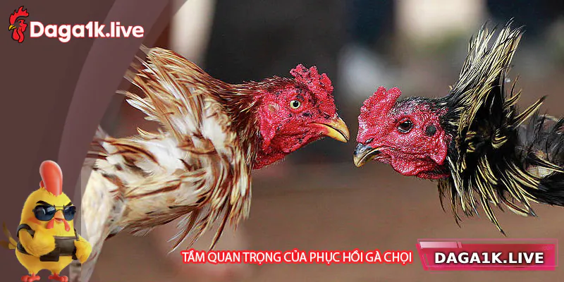 Tầm quan trọng của việc phục hồi cho chiến kê sau trận đấu