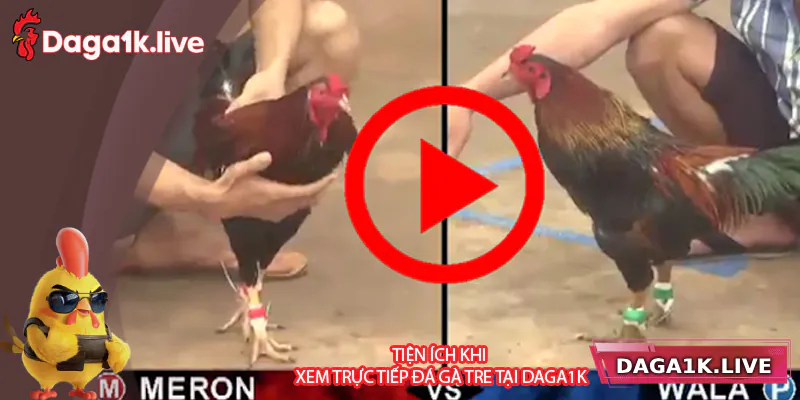 Tiện ích khi xem trực tiếp đá gà tre tại Daga1k