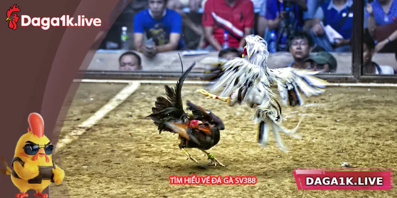 Tìm hiểu chung về đá gà SV388