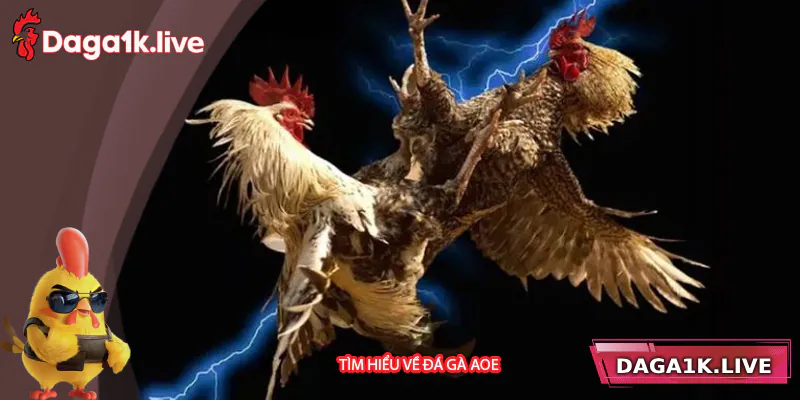 Tìm hiểu về đá gà AOE