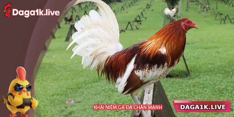 Tìm hiểu về khái niệm đá gà chân mạnh
