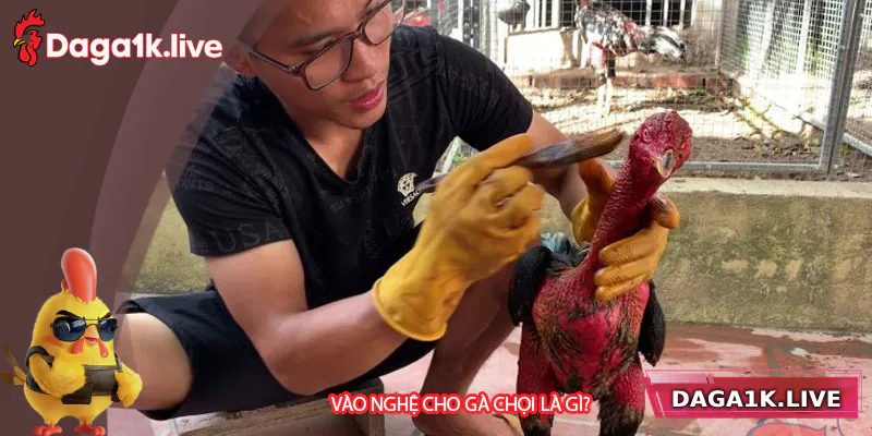 Tìm hiểu về khái niệm và vai trò của việc nghệ gà chọi