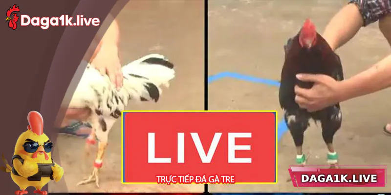 Tìm hiểu về trực tiếp đá gà tre