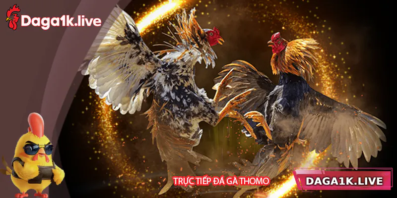 Trực Tiếp Đá Gà Thomo – Trải Nghiệm Xem Trực Tiếp Đỉnh Cao
