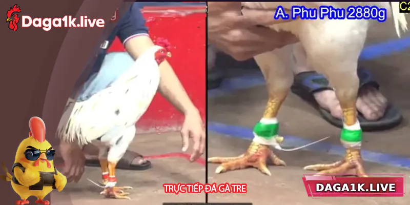Trực Tiếp Đá Gà Tre Daga1k – Cá Cược Đỉnh Cao
