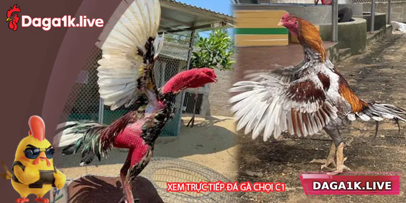 Trực Tiếp Đá Gà Chọi C1 Daga1k - Cược Hiệu Quả